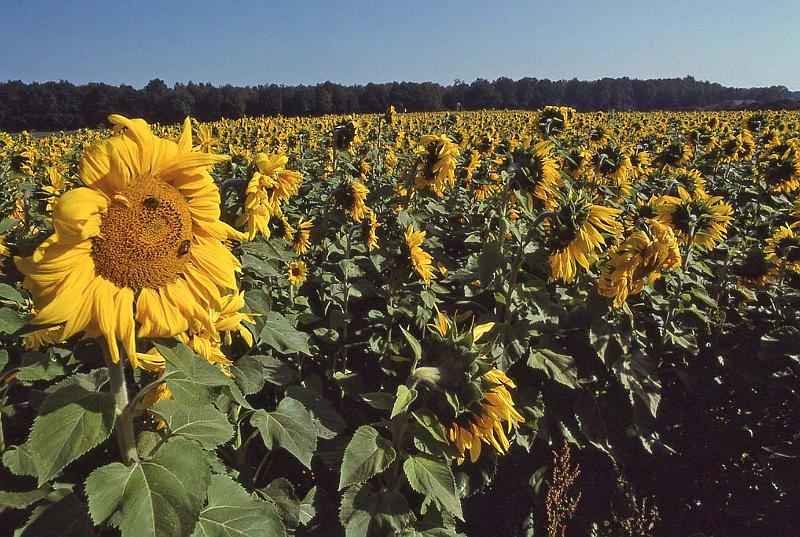 WT 4400 392-12 Germany 3.jpg